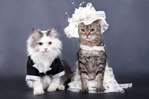 Wedding Pet  Collars