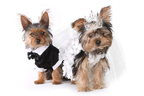 Wedding Clothes for Dogs